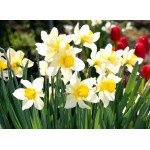 Narcissus - Flower Shop Blog