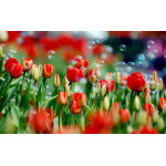 How to grow tulips - Flower Shop Blog