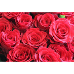 Buy roses in Dnepropetrovsk at the lowest price! - Flower Shop Blog