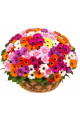 Basket "101 colored gerbera"
