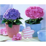 Beautiful hydrangea - Flower Shop Blog