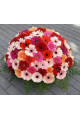 Basket "101 colored gerbera"