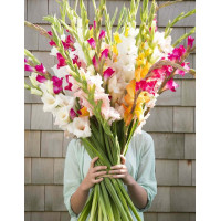 Букет "25 гладиолусов mix"