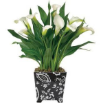 House plants that attract good luck and success - Flower Shop Blog