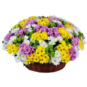 Basket "Rainbow chrysanthemum"
