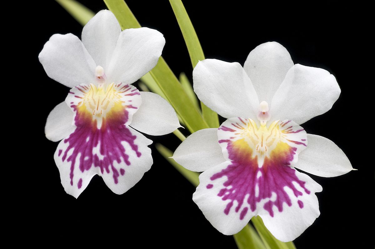 Орхидеи Miltoniopsis