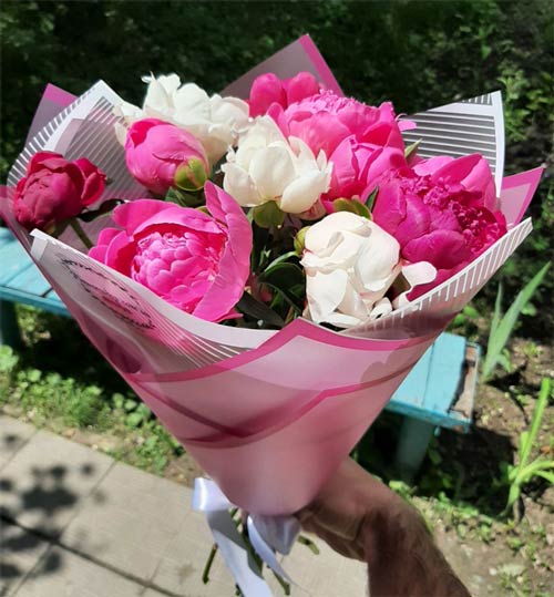 11 пионов